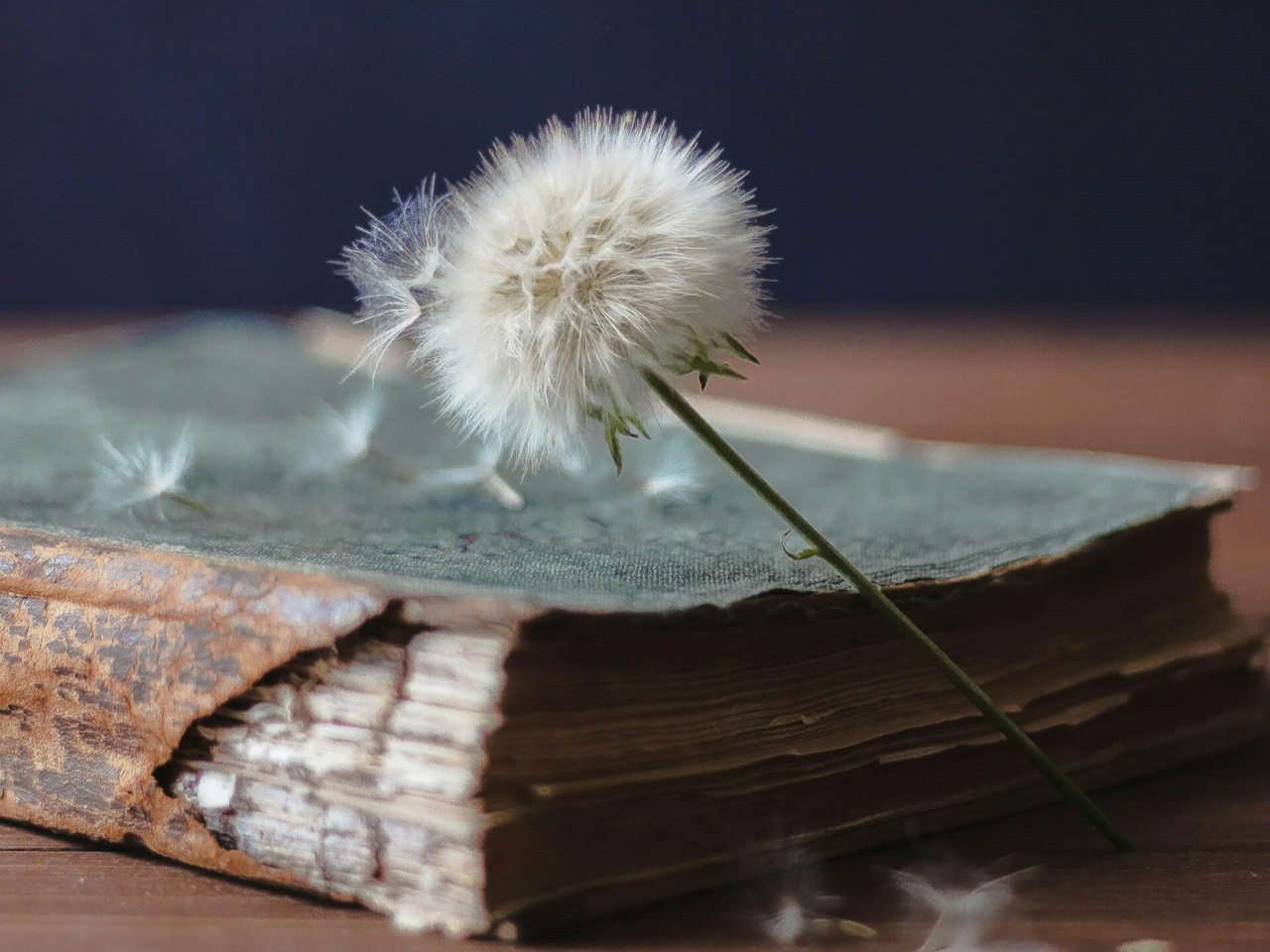 Löwenzahnblüte auf liegendem Notizbuch.